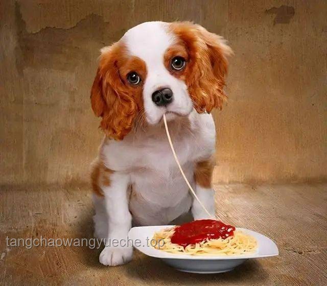 **“网红宠物零食”大摸底！狗都不吃？那我吃！**